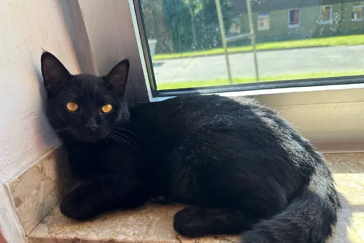 Кот Тани