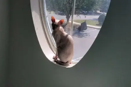 Кот Лизы