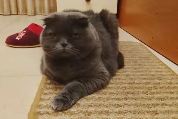 Кот клиента дома